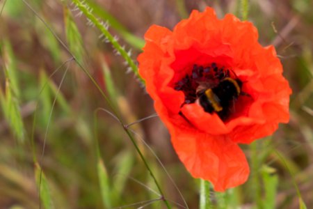 Poppy and a bee photo