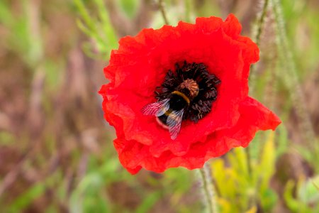 Poppy and a bee photo