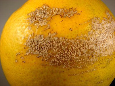 20191218-APHIS-DB-0076