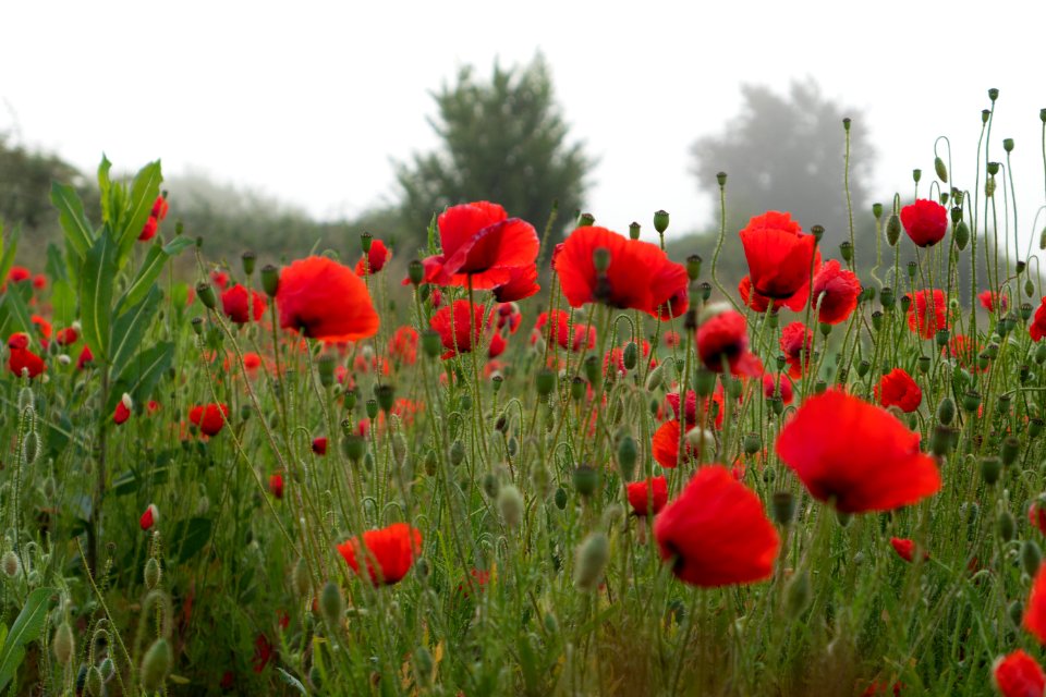 Poppies