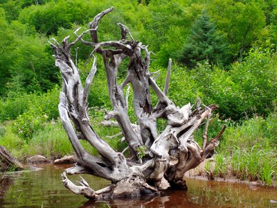 Natural art nature beauty of nature
