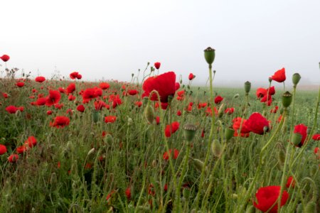 Poppies