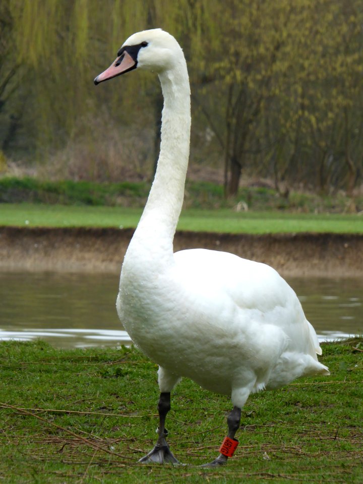 Swan
