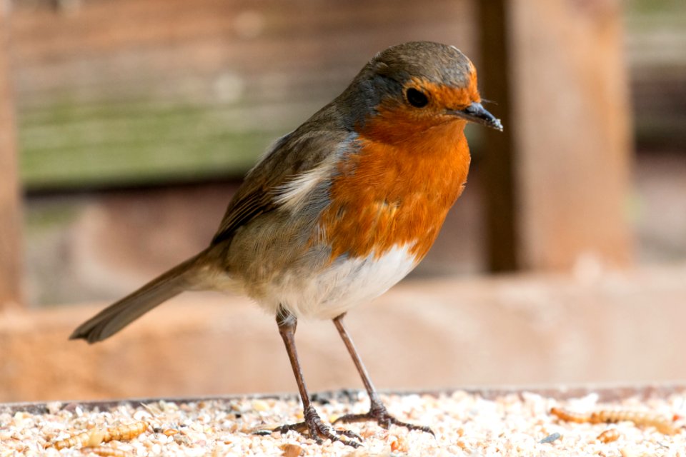 Robin