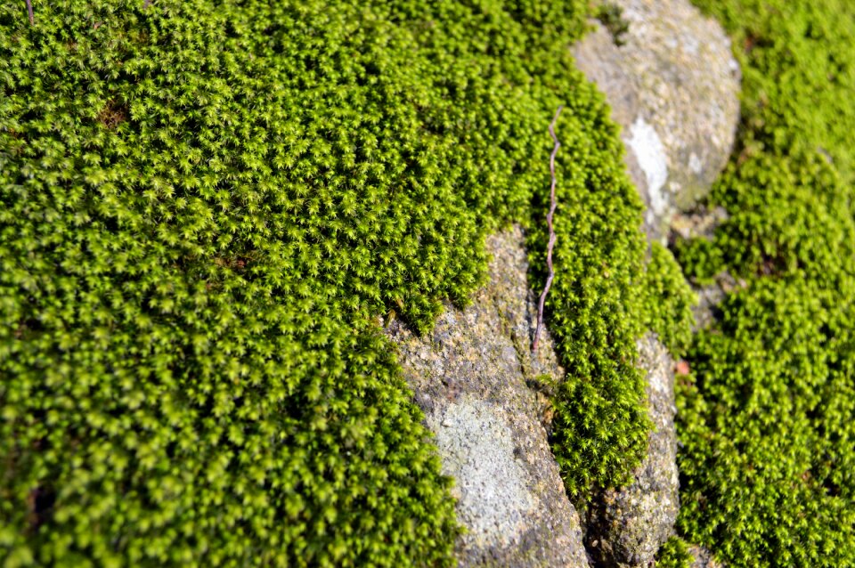 Forest green nature