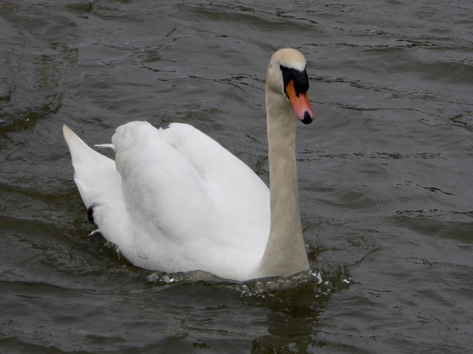 Swan
