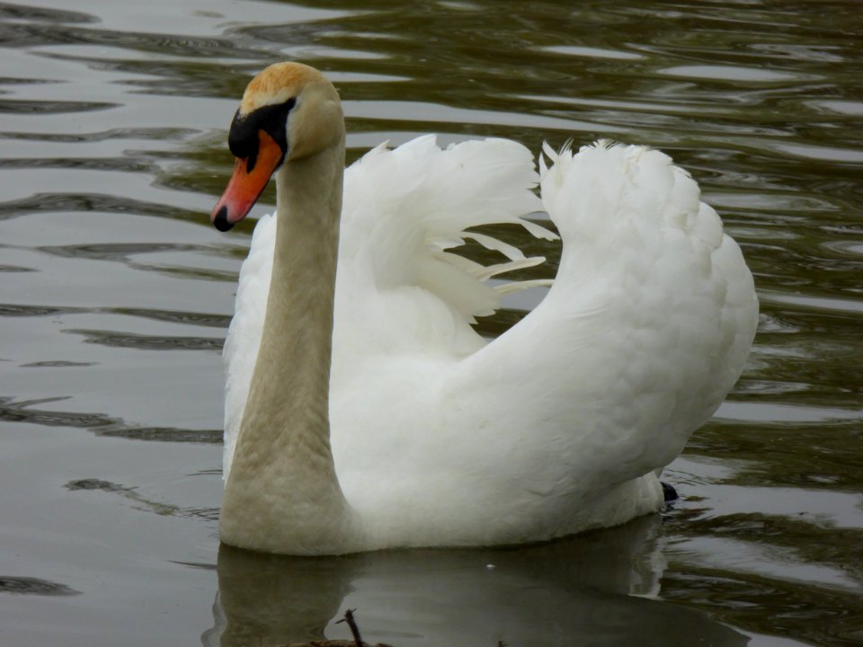 Swan