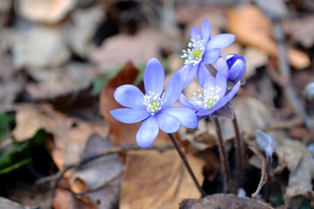 Blue kidneywort pennywort