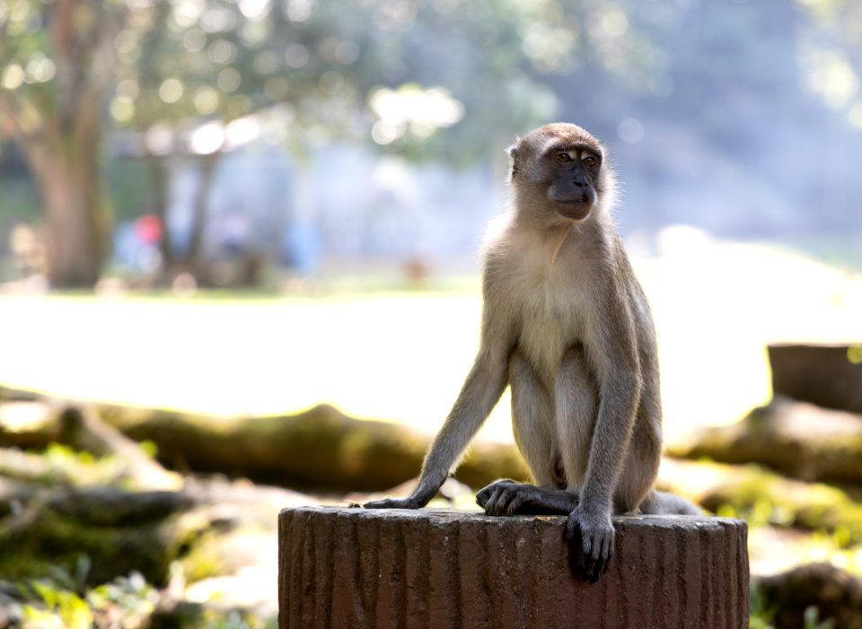 Monkey Sees