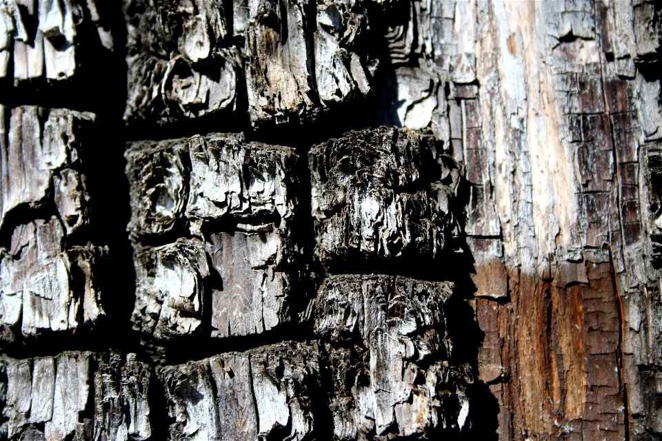 Closeup of Juniper
