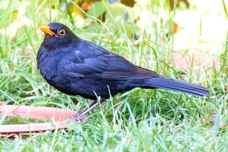 Garden Wildlife