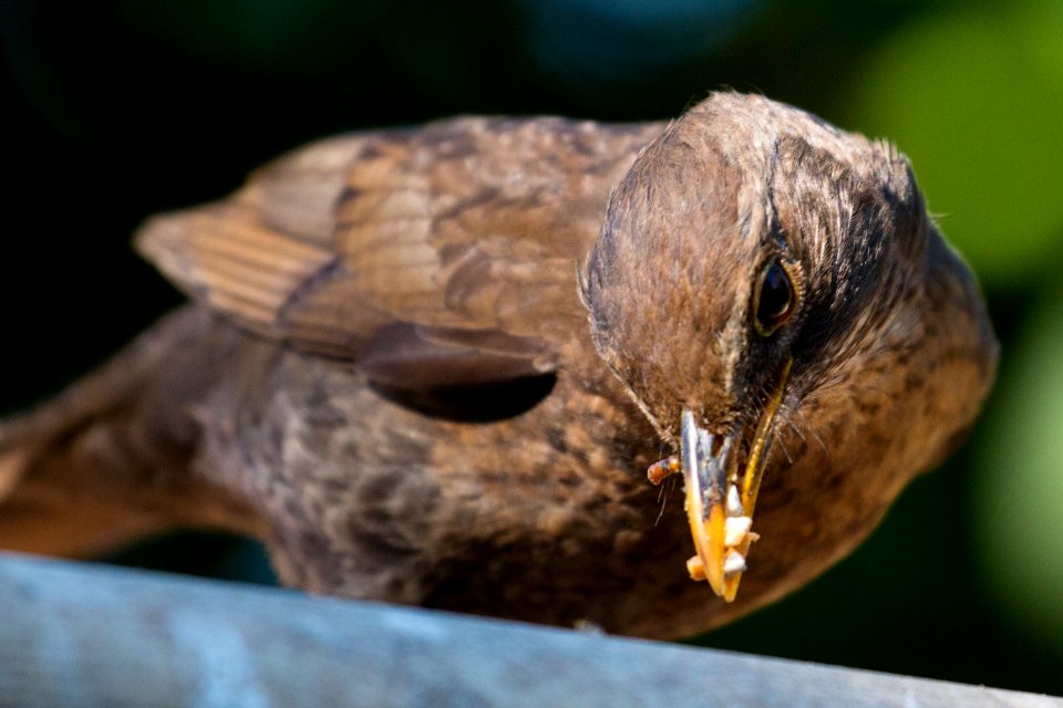 Garden Wildlife