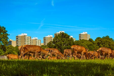 London richmond deer