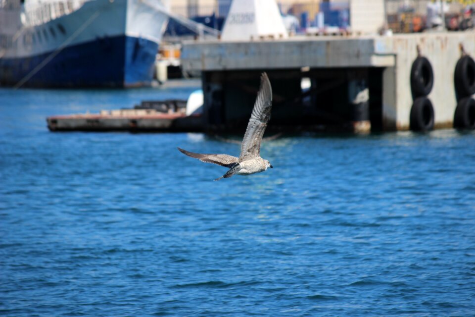 Fly summer flight