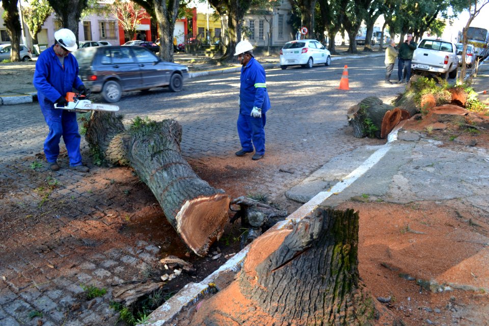 13.07.2018 - SQA - Poda Arvore Saldanha Marinho - Foto Janine Tomberg    (1)