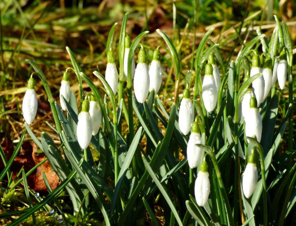 Spring garden nature