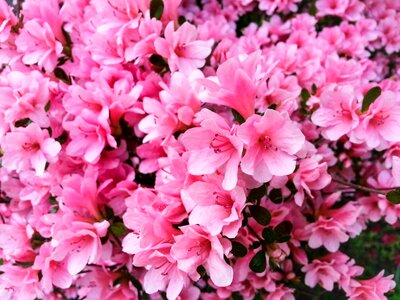 Pink petals macro photo