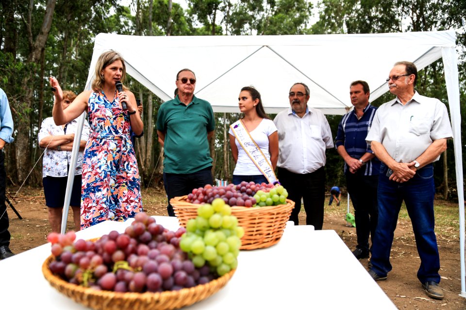 27.01.2018 - Prefeita Paula Mascarenhas durante abertura e Festa da Colheita da Uva, 8º Distrito, Colônia Santa Helena, propriedade de Dirceu Kurz - Foto: Gustavo Vara