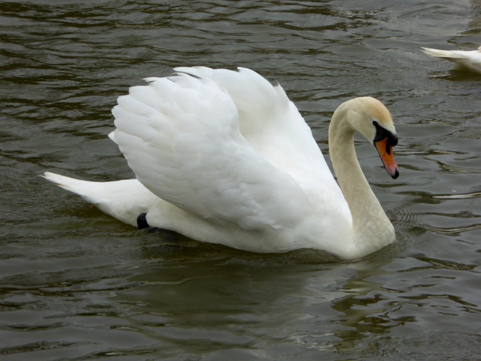Swan