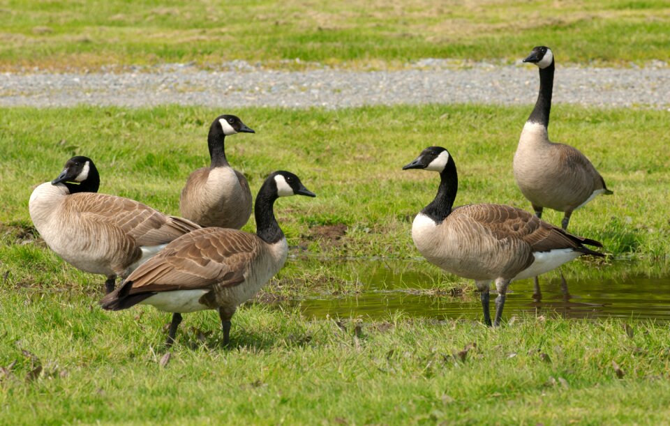 Waterfowl water outdoors