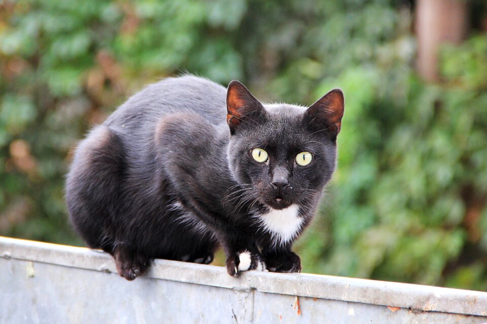 Pet fence cat's eyes