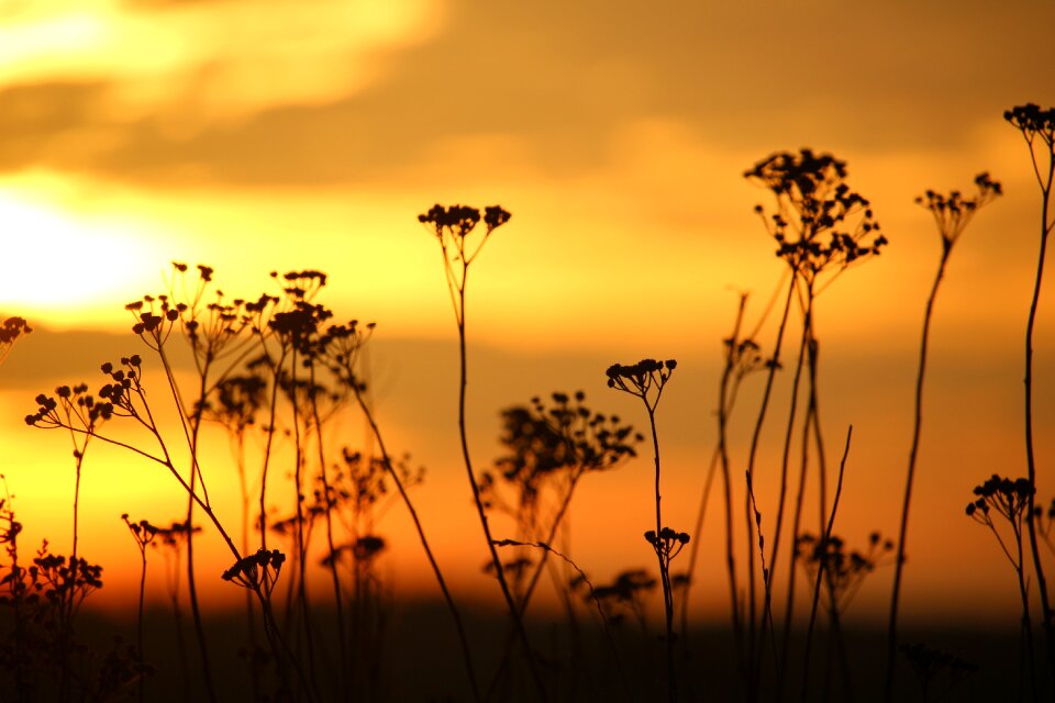 Grass tansy abendstimmung