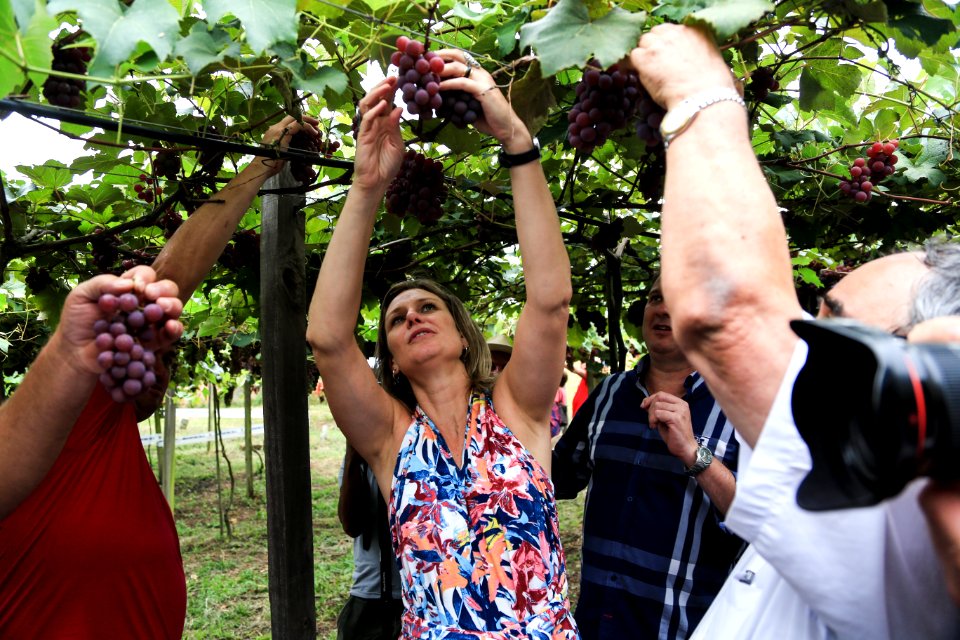 27.01.2018 - Prefeita Paula Mascarenhas durante abertura e Festa da Colheita da Uva, 8º Distrito, Colônia Santa Helena, propriedade de Dirceu Kurz - Foto: Gustavo Vara