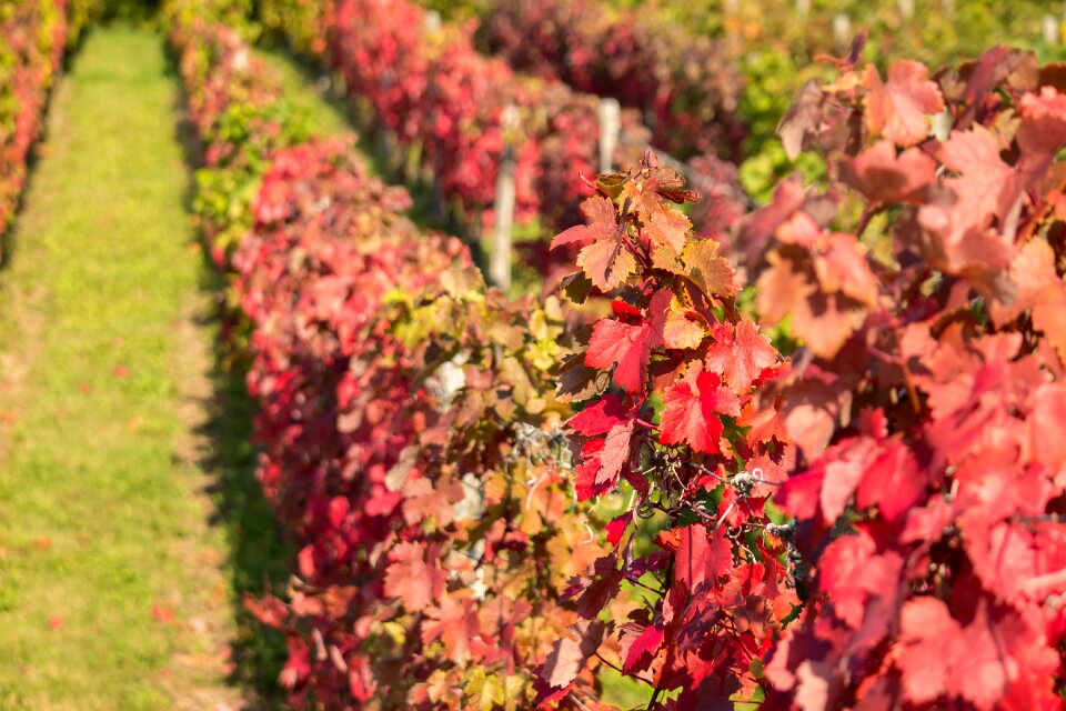 Red vine leaves vines