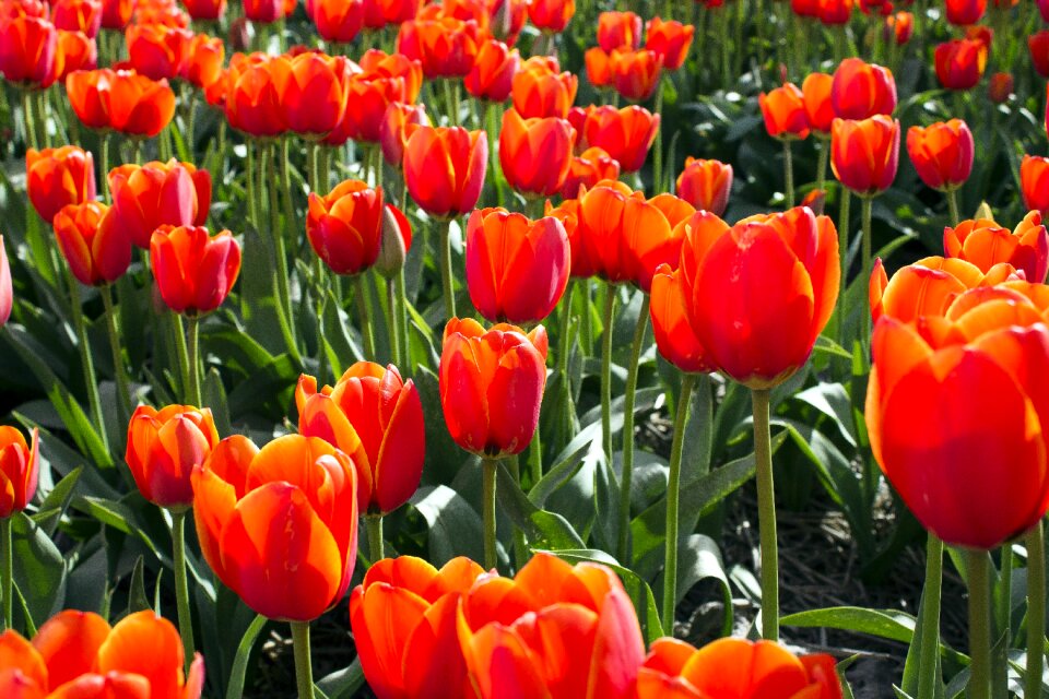 Spring holland bulb