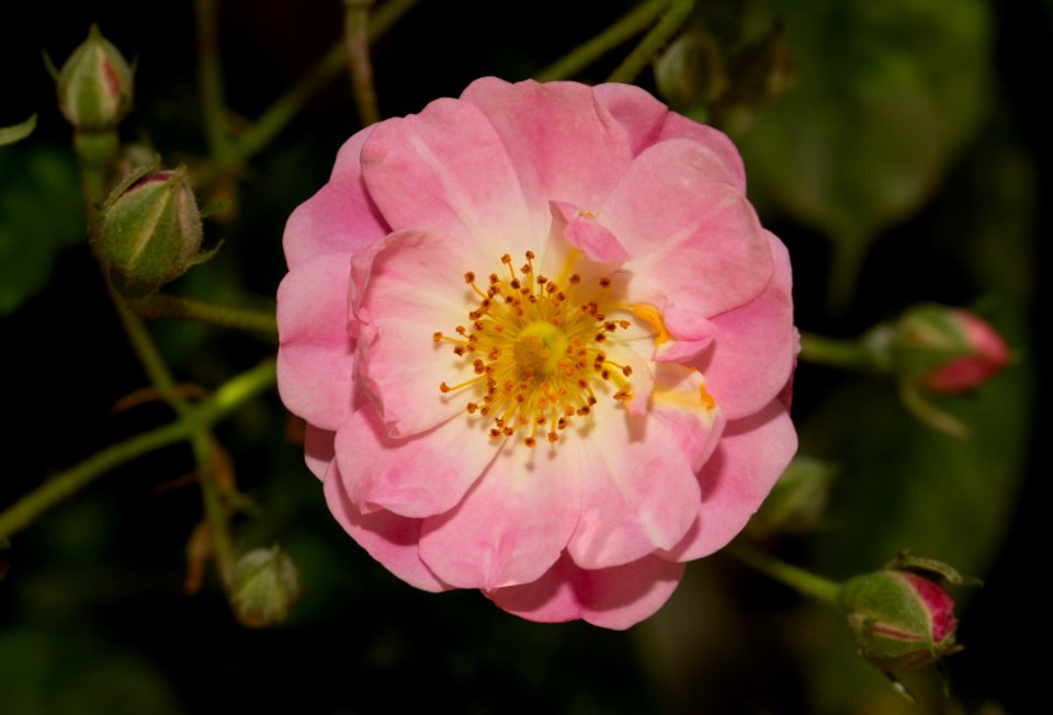 Pink rose