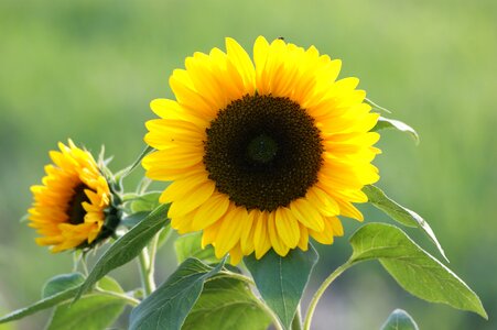 Bloom sunflower seeds bloom
