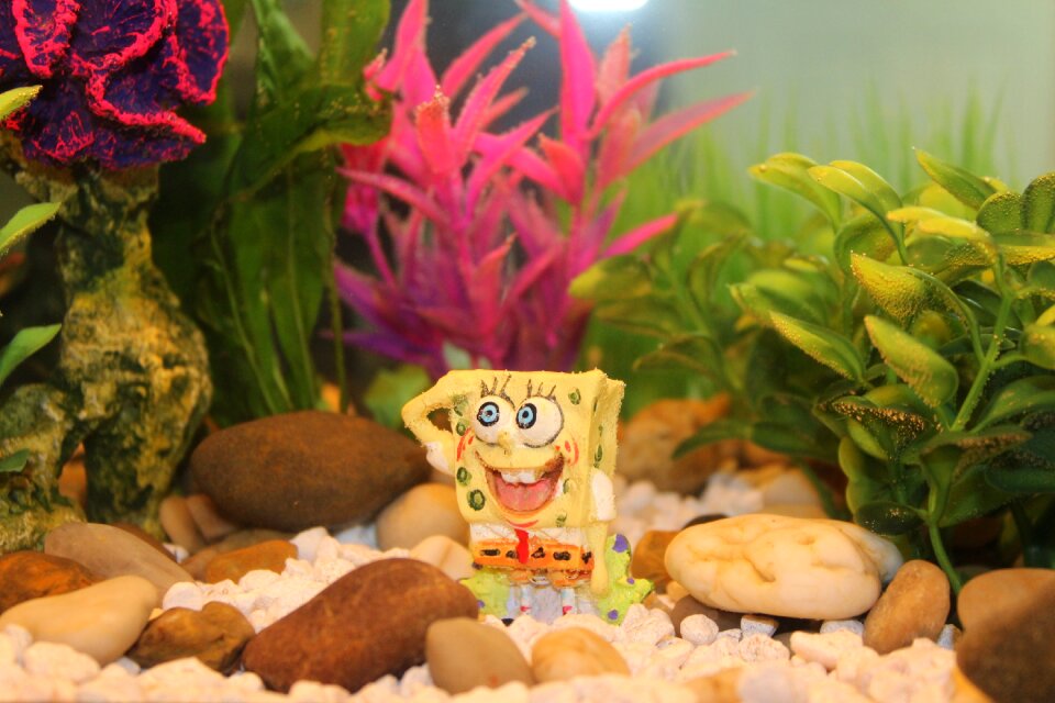 Aquarium tank water