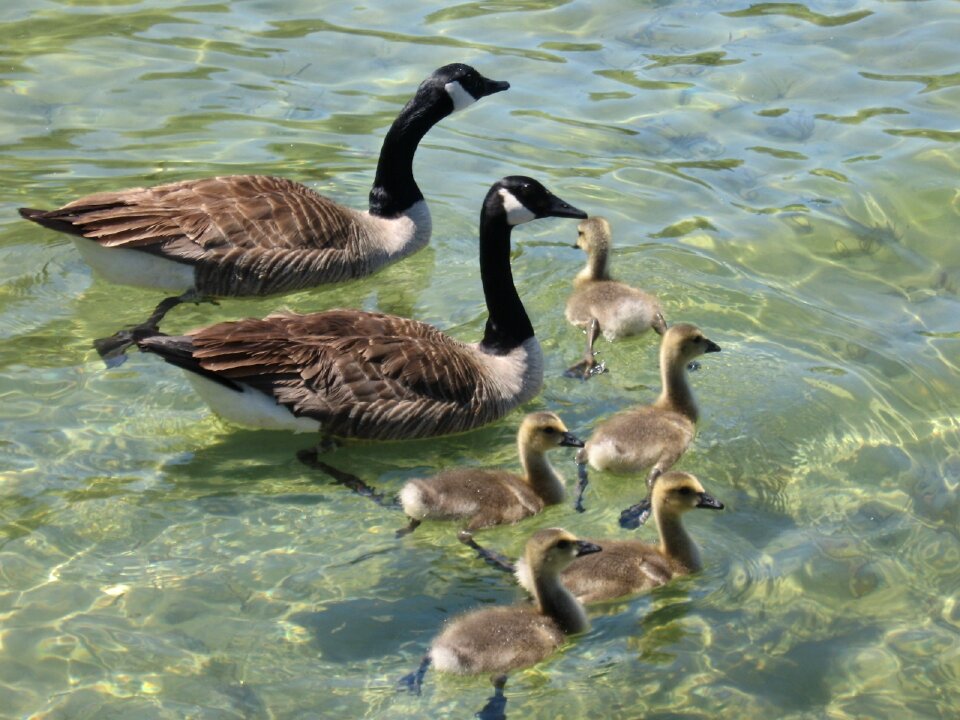 Water wildlife waterfowl