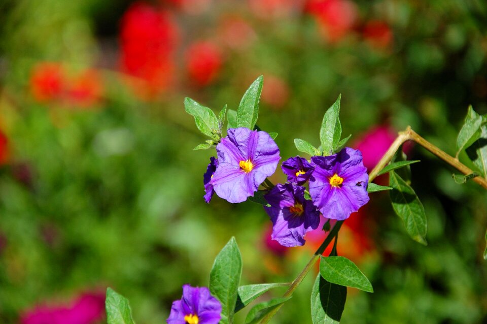 Plant leaves flowers photo