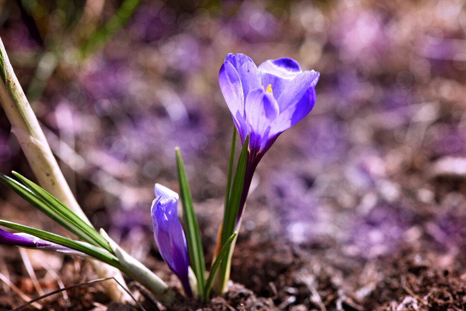 Blue light blue spring flower