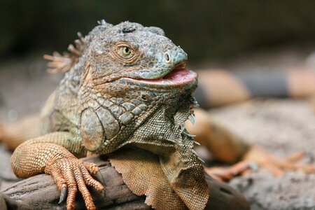 Dragon scale reptilian
