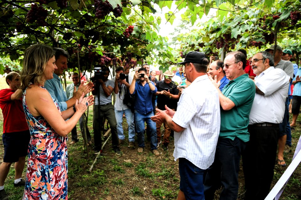 27.01.2018 - Prefeita Paula Mascarenhas durante abertura e Festa da Colheita da Uva, 8º Distrito, Colônia Santa Helena, propriedade de Dirceu Kurz - Foto: Gustavo Vara