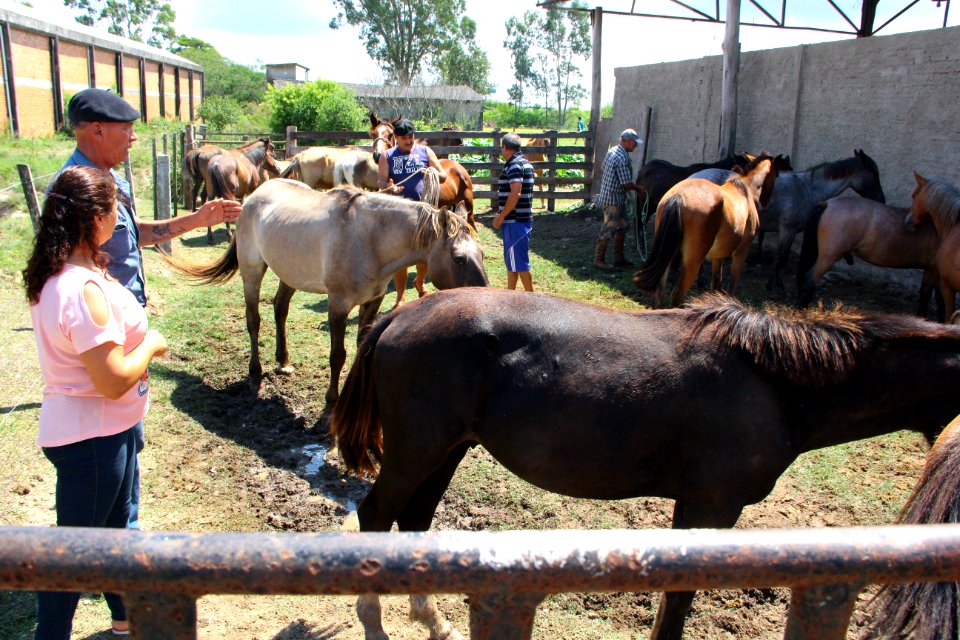 01.03.2018 - Gab Prefeita - Entrega de cavalos e visita as novas instalações da hospedaria - Foto Marcel Avila