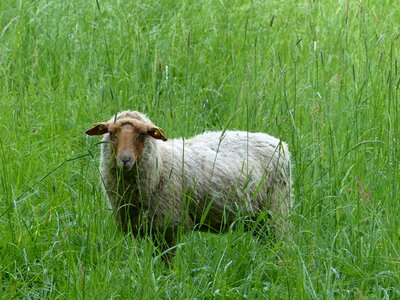 Meadow nature sheep photo