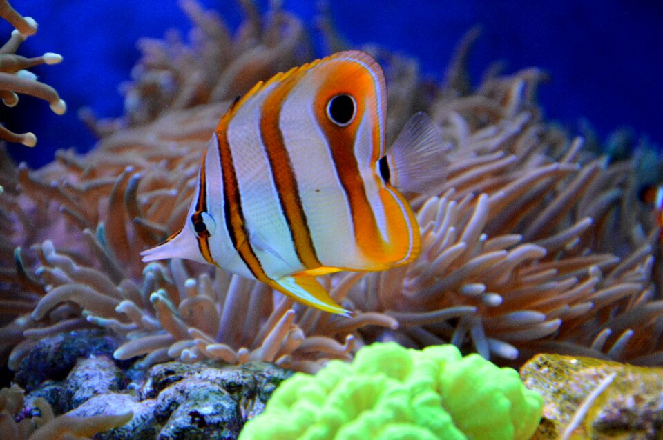 Cay animal under-water