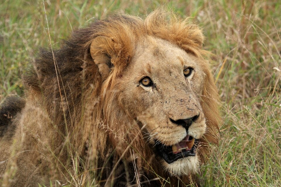 Wildlife big cat brown lion photo