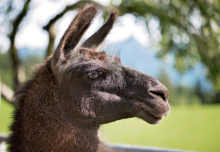 Lama head creature paarhufer