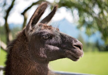 Lama head creature paarhufer photo