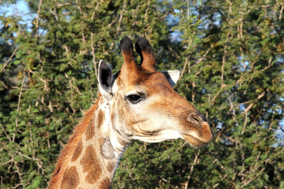 Wildlife nature herbivore