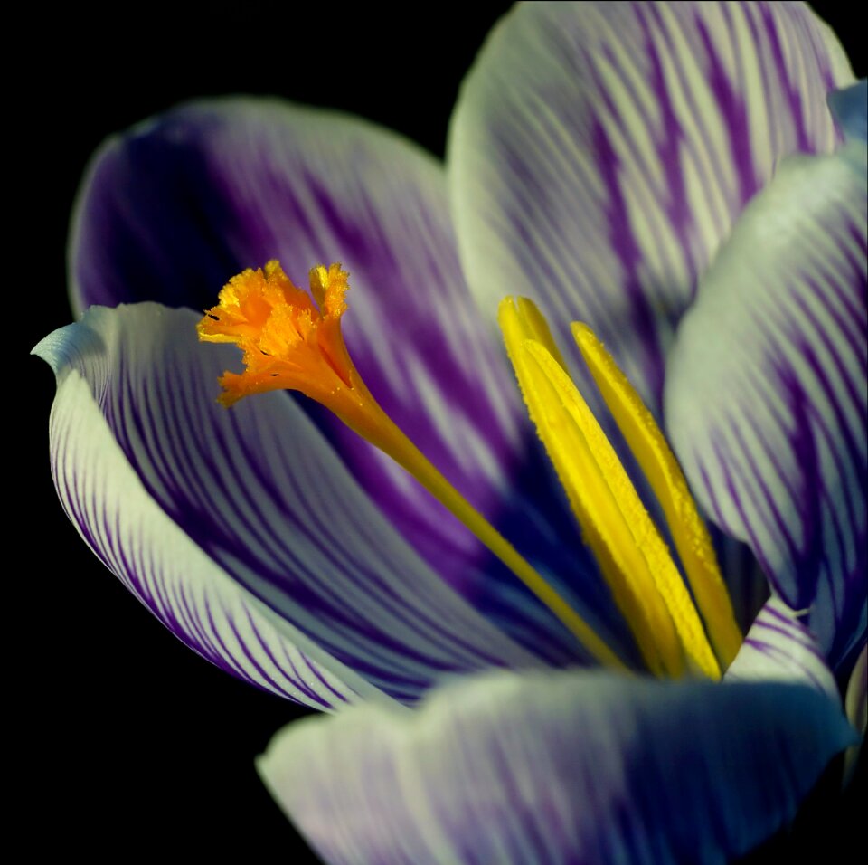 Close spring purple