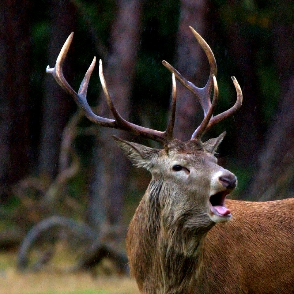Red Deer