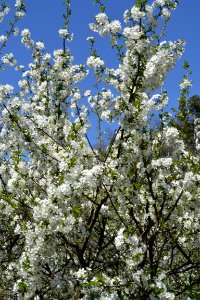 flowering trees