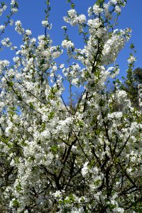 flowering trees photo