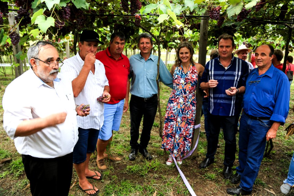 27.01.2018 - Prefeita Paula Mascarenhas durante abertura e Festa da Colheita da Uva, 8º Distrito, Colônia Santa Helena, propriedade de Dirceu Kurz - Foto: Gustavo Vara