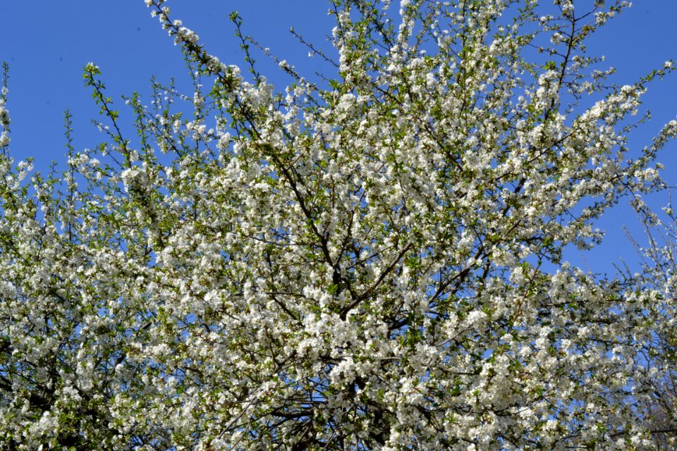 flowering trees